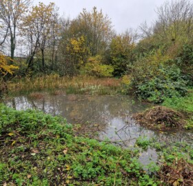 Alvington Pond