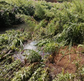 Dodham Brook aquatic planting