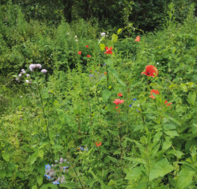 Wildflowers blooming along the Dodham Brook reprofiled bank