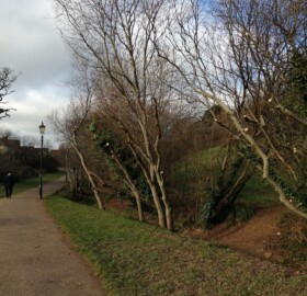 Peston Brook tree canopy management