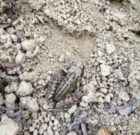 Frog spotted at Oak Tree Park Pond