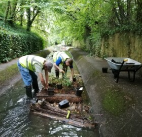 YRCT team planting Dodham flood channel feature with native marginal species