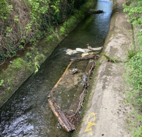 Ducks on one of the Dodham Brook flood channel features
