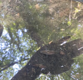 A fish in the Dodham Brook flood channel