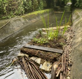 Dodham flood channel feature, planted with native marginal species