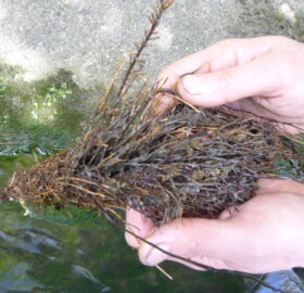 Dodham Brook flood channel plant life