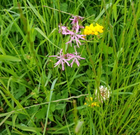 Ragged Robin at the Lawrence Way unimproved grassland