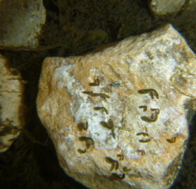 Blackfly larvae on stone in Dodham Brook flood channel
