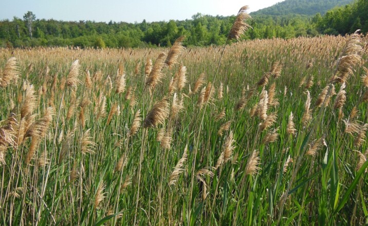 Field with Common Reed folwering