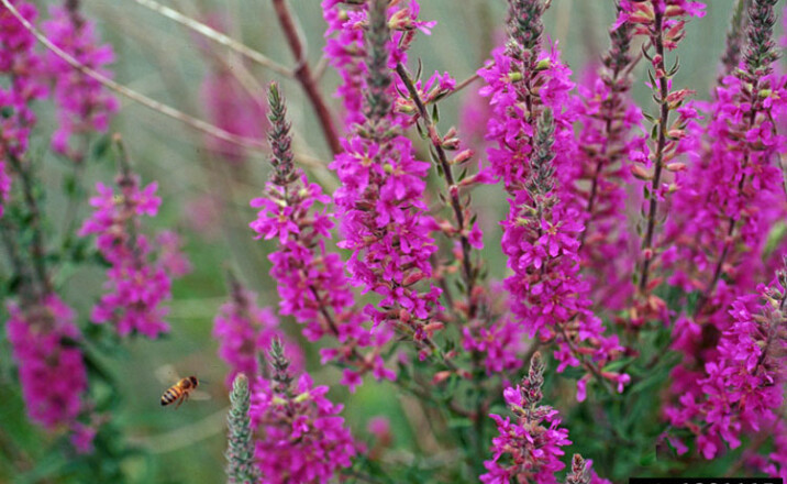 Purple Loosestrife flower