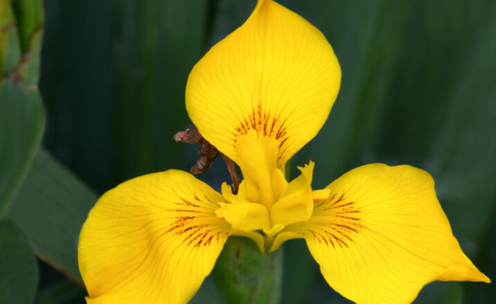 Yellow Flag Iris flower