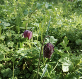 Snake's Head Fritillary in bloom at Lawrence Way, near Preston Brook