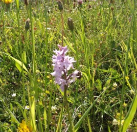 Common spotted orchid in the Brympton Parish