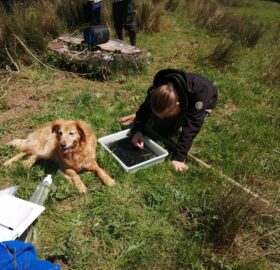 Zak at Lyons Gate Farm carrying out aquatic invertebrate survey
