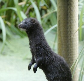 Invasive non-native American Mink at Yeovil Country Park