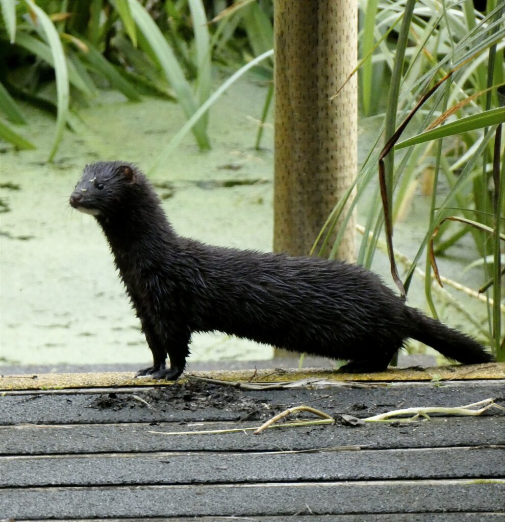 Invasive non-native American Mink at Yeovil Country Park
