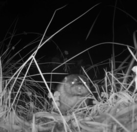 Otter photographed on wildlife camera at Garador Pond