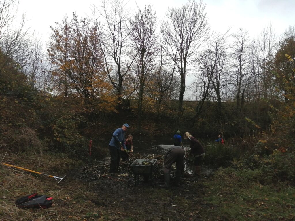 Typha management at Alvington Pond
