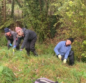 Volunteers plant native spring bulbs along the banks of the Preston Brook in Yeovil